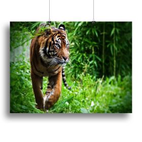 Hunting Tiger at the zoo Canvas Print or Poster (Type: Poster Print, size: 12" x 8" / 30cm x 20cm (approx))