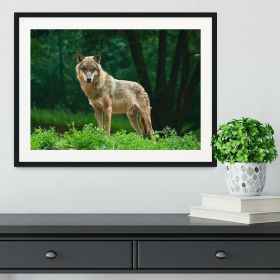 One wolf standing on green hill Framed Print (Color: White/With White Edging, size: 12" x 8" / 30cm x 20cm (approx))