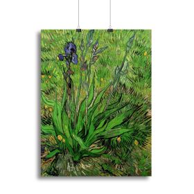 The Iris by Van Gogh Canvas Print or Poster (Type: Poster Print, size: 16" x 12" / 42cm x 30cm (approx))