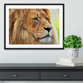 Lion portrait on savanna Framed Print (Color: Natural/No White Edging, size: 12" x 8" / 30cm x 20cm (approx))