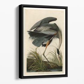 Great blue Heron by Audubon Floating Framed Canvas (Color: Black, size: 12" x 8" / 30cm x 20cm (approx))
