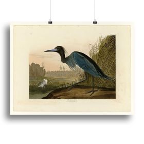 Blue Crane by Audubon Canvas Print or Poster (Type: Standard Framed Canvas Print, size: 12" x 8" / 30cm x 20cm (approx))