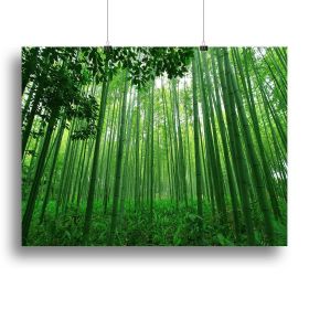 Green bamboo forest Canvas Print or Poster (Type: Poster Print, size: 16" x 12" / 42cm x 30cm (approx))