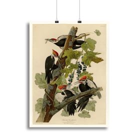 Pileated Woodpecker by Audubon Canvas Print or Poster (Type: Poster Print, size: 12" x 8" / 30cm x 20cm (approx))
