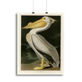 American White Pelican by Audubon Canvas Print or Poster (Type: Poster Print, size: 16" x 12" / 42cm x 30cm (approx))