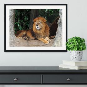 Lion resting on a tree Framed Print (Color: Natural/With White Edging, size: 36" x 24" / 90cm x 60cm (approx))